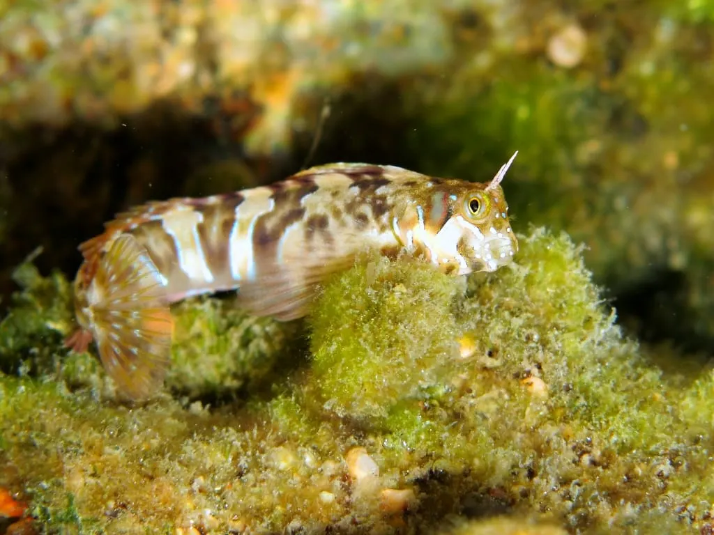 Rabosa de roca (Aidablennius sphynx)