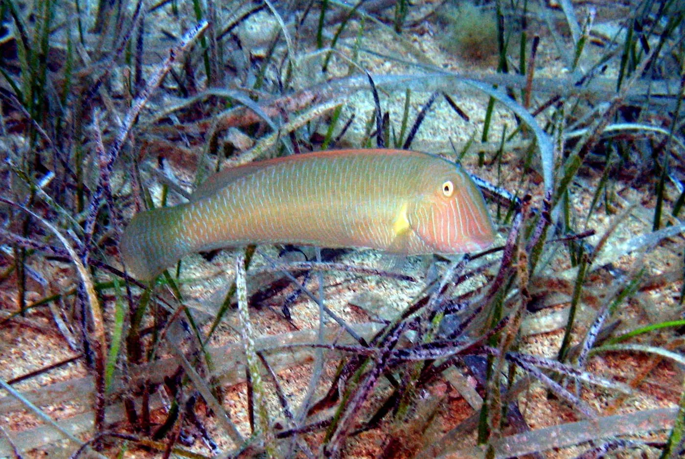 Raor (Xyrichtys novacula)