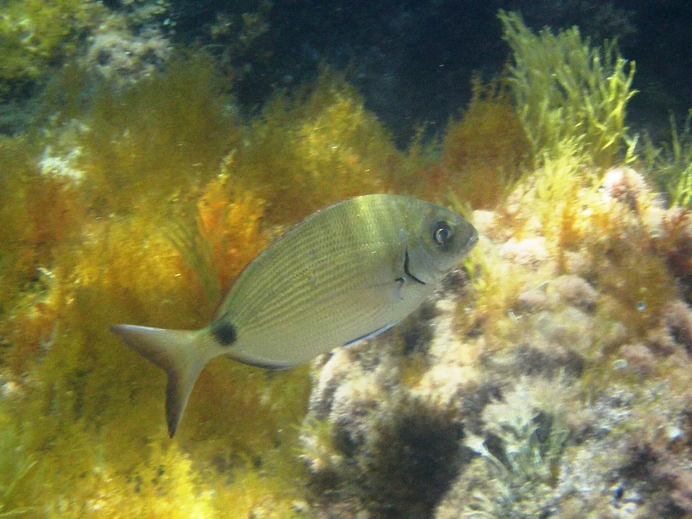 Sarg (Diplodus sargus)
