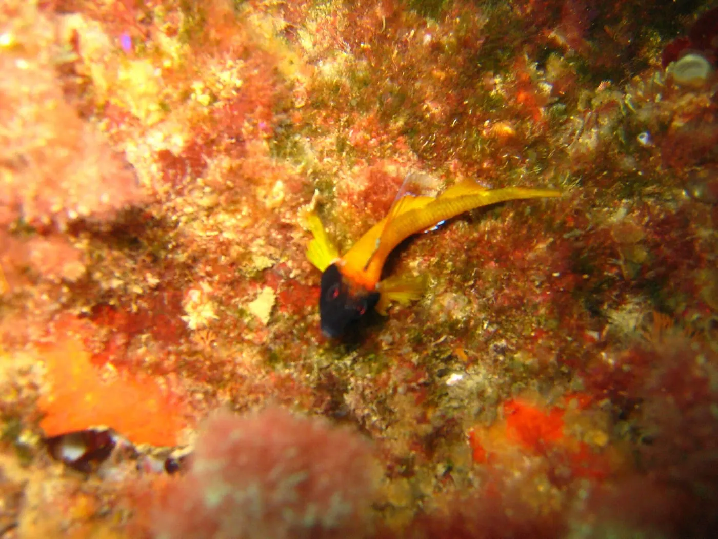 Rabosa groga (Tripterygion delaisi)