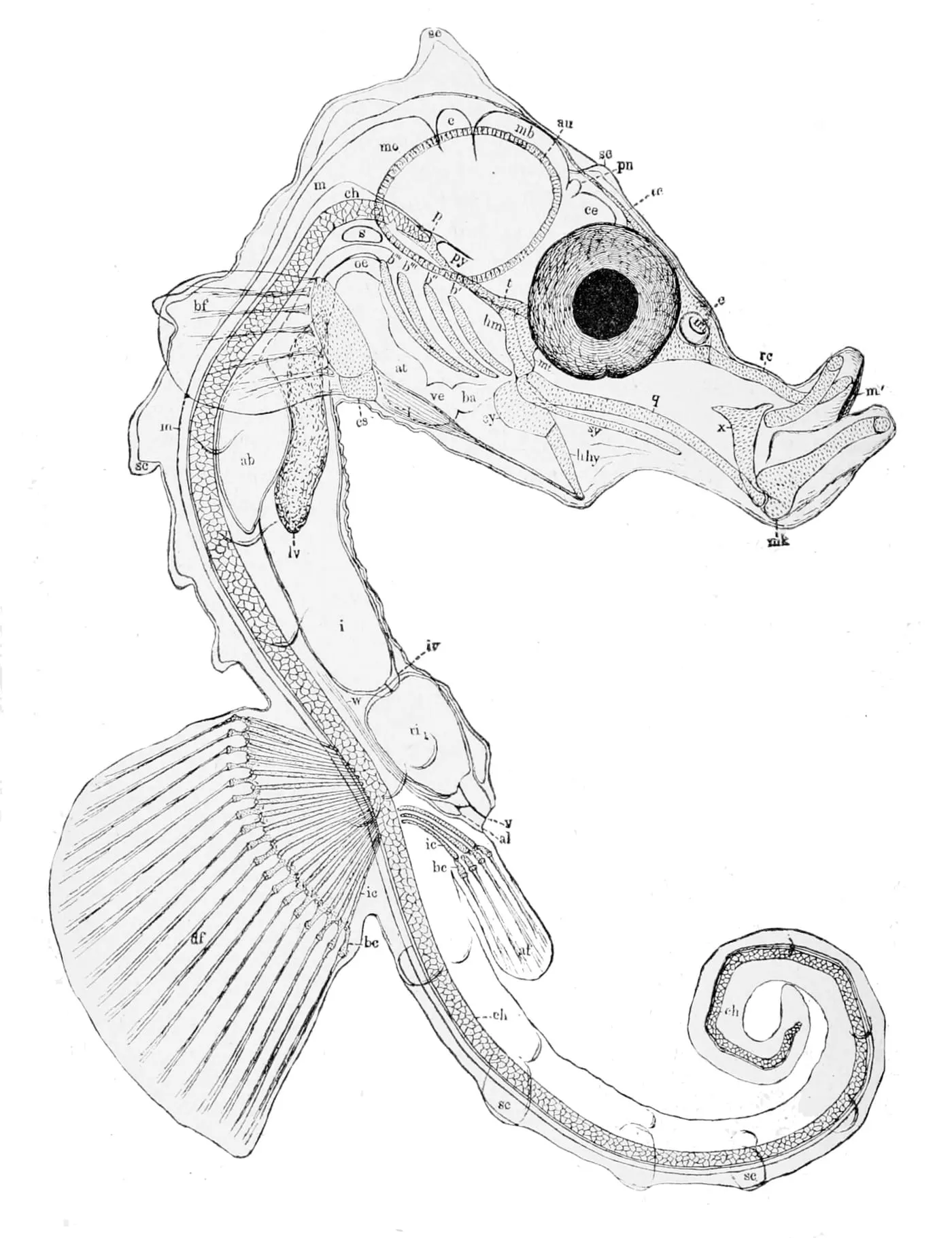 Cavallet de morro curt (Hippocampus hippocampus)