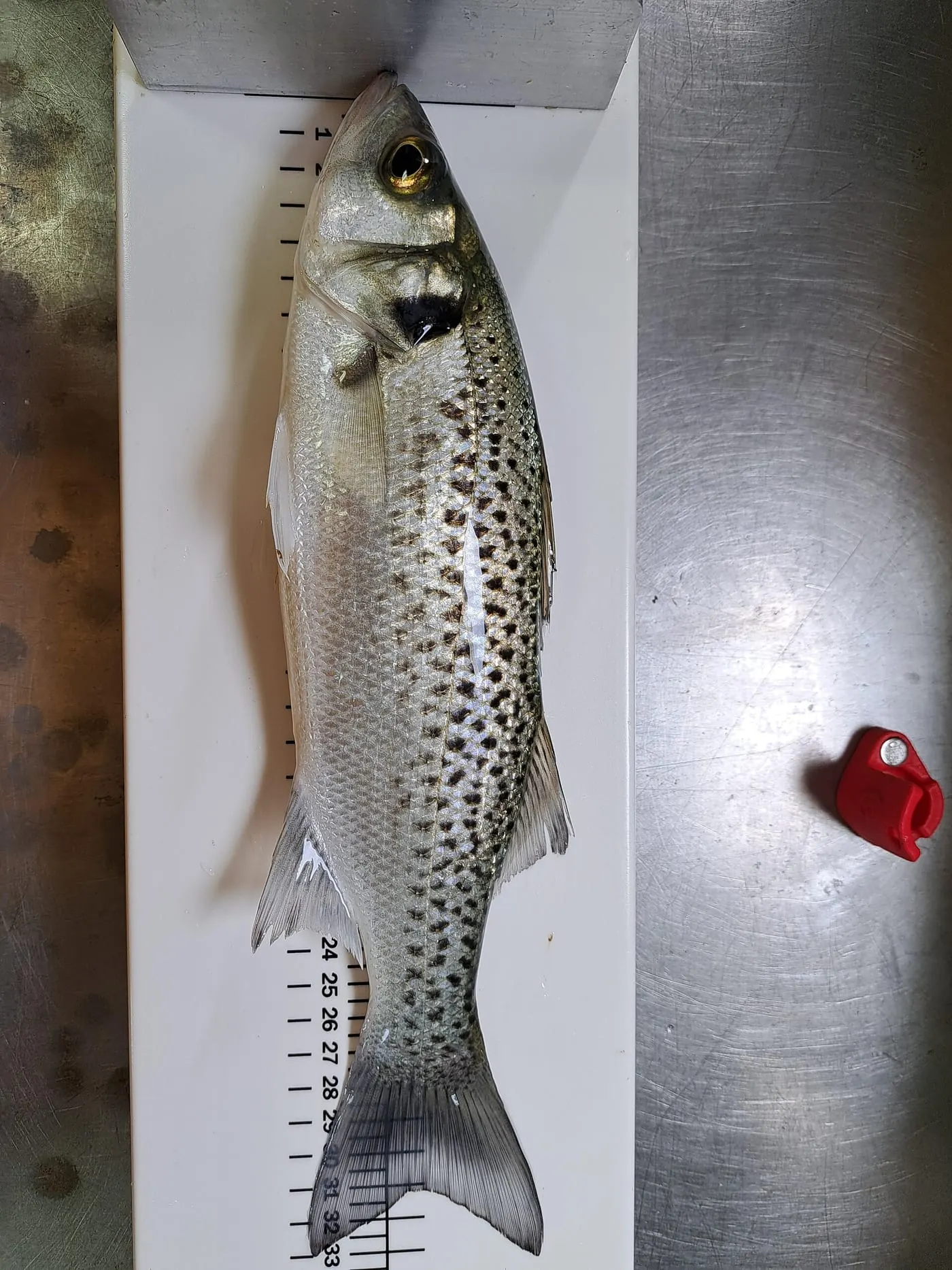 Llobarro pigallat (Dicentrarchus punctatus)