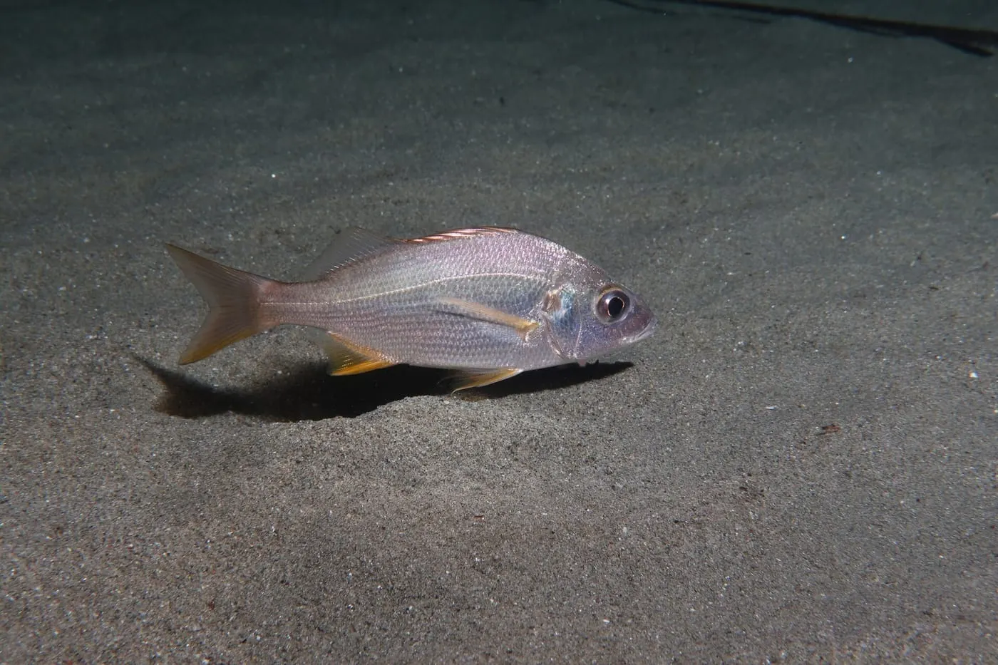 Roncador (Pomadasys incisus)