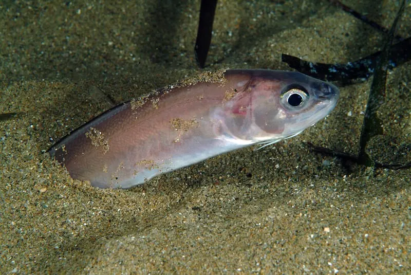 Pixota blanca (Ophidion barbatum)