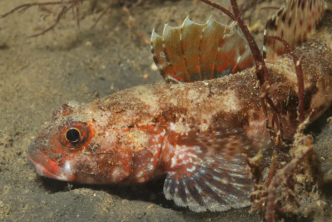 Gòbit vermell (Gobius cruentatus)
