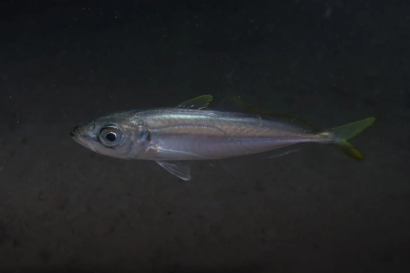 Sorell blancal (Trachurus mediterraneus)