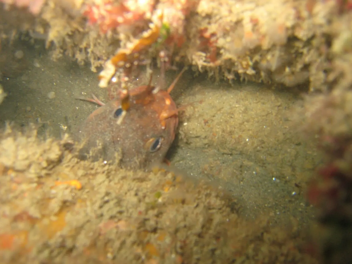 Bertorella (Gaidropsarus mediterraneus)