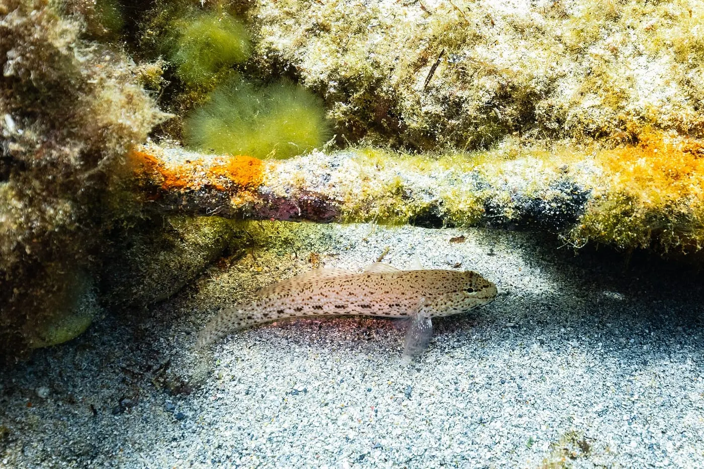 Cabot d’arena (Gobius geniporus)