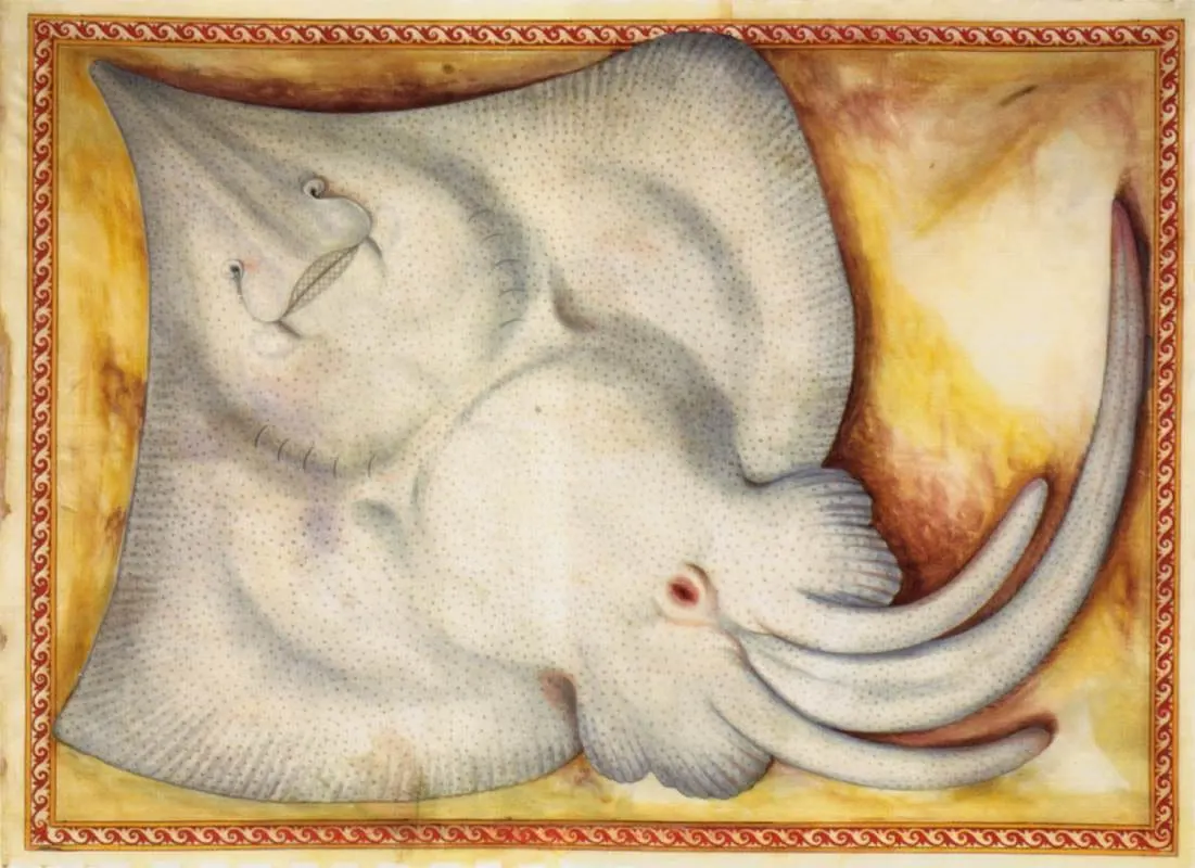 Rajada blanca (Rostroraja alba)
