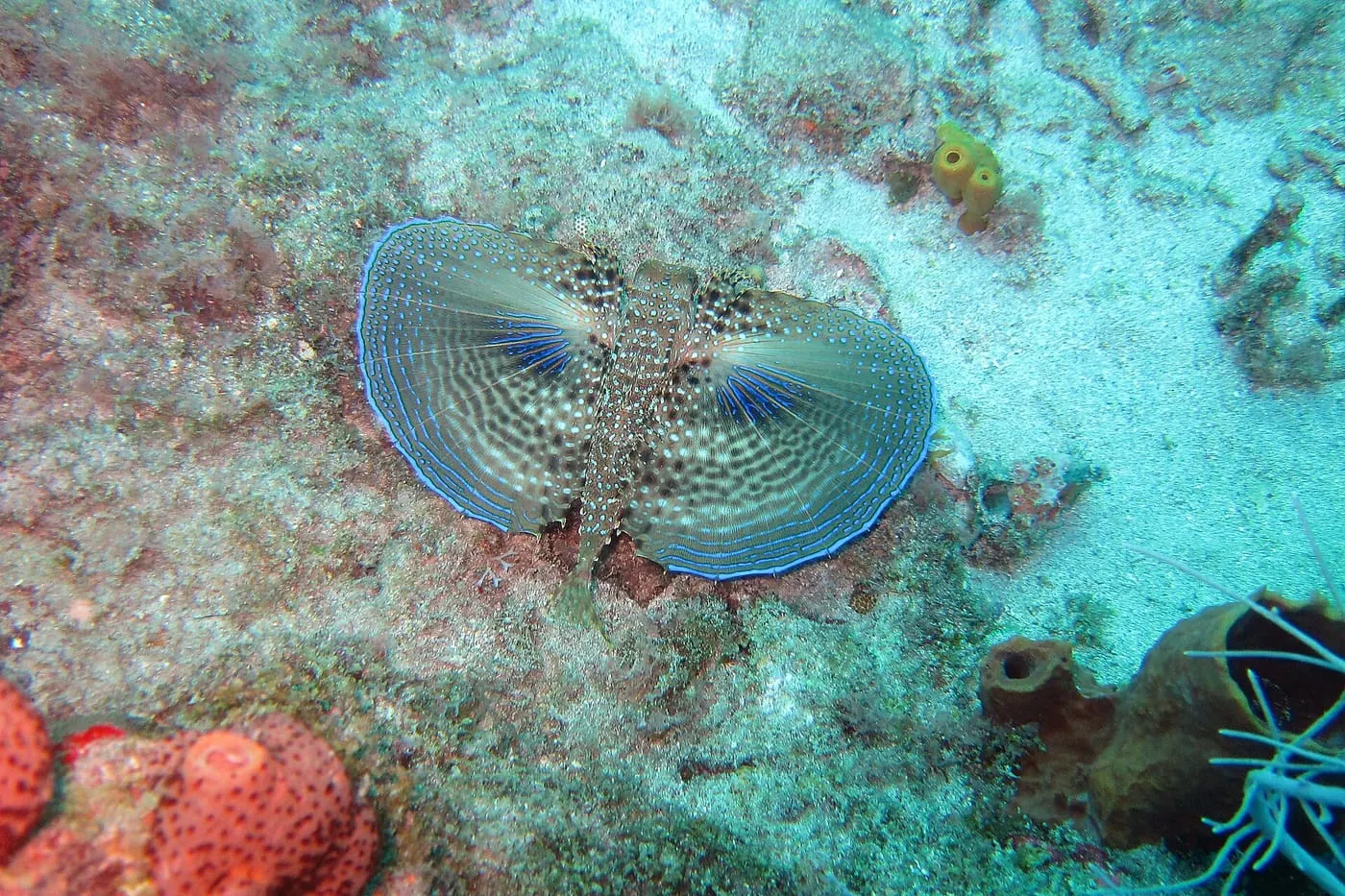 Verat volador (Dactylopterus volitans)