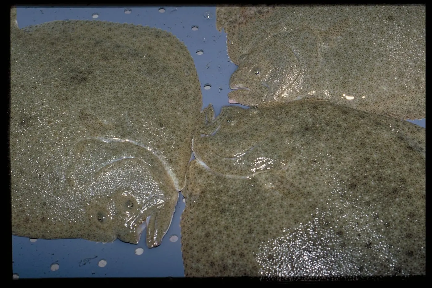 Rèvola (Scophthalmus maximus)