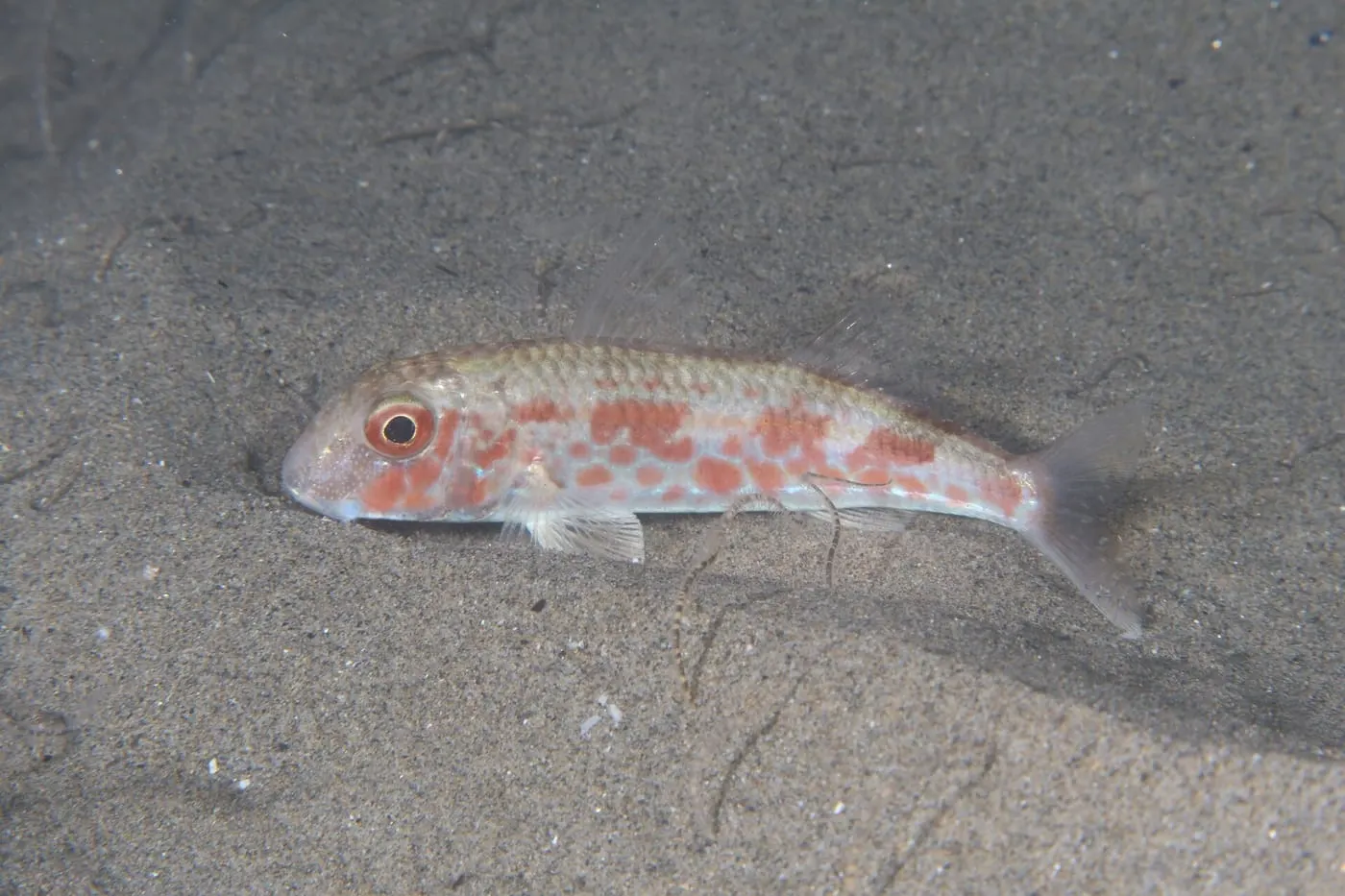 Moll de fang (Mullus barbatus)