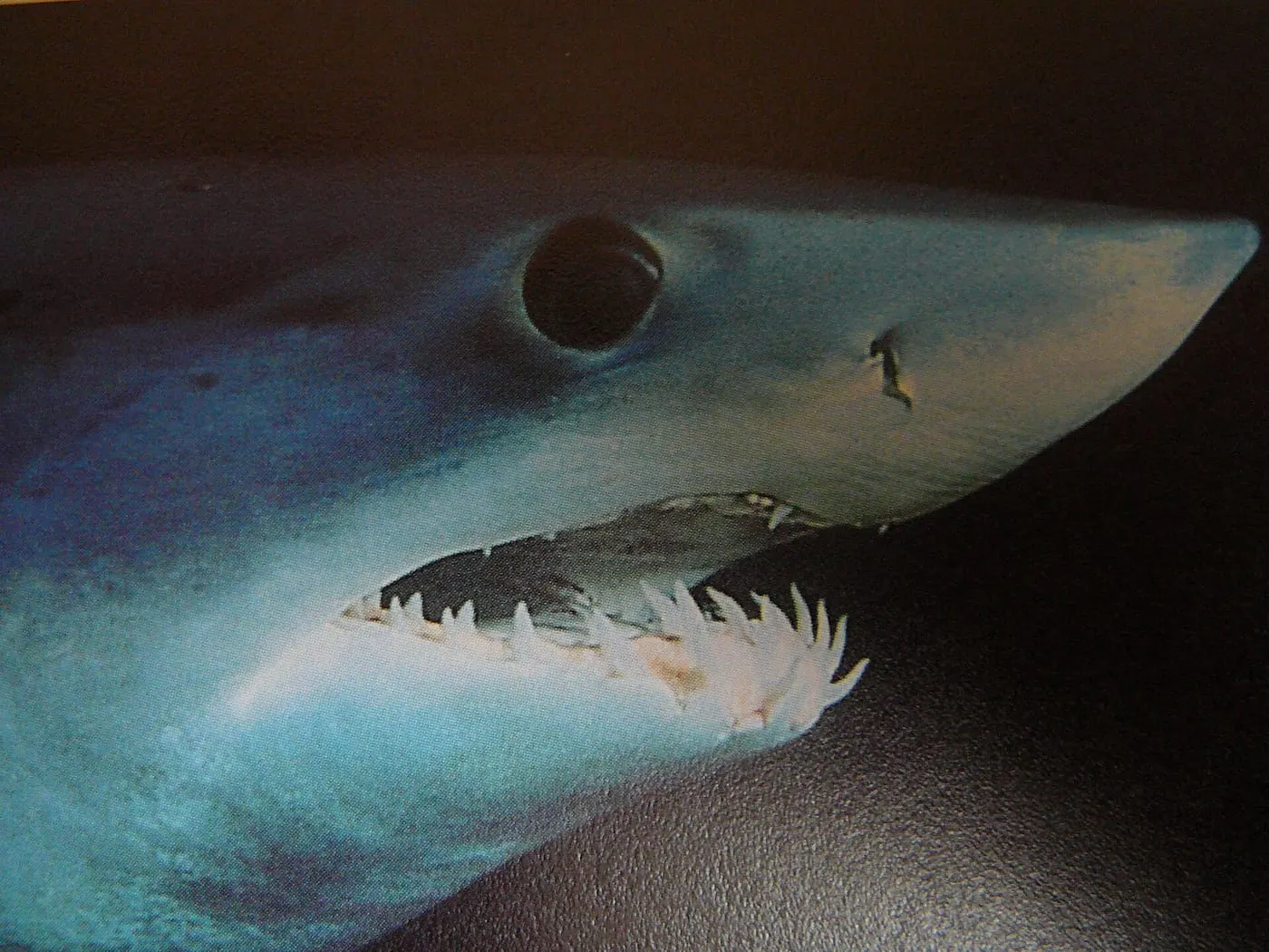 Solraig ver (Isurus oxyrinchus)