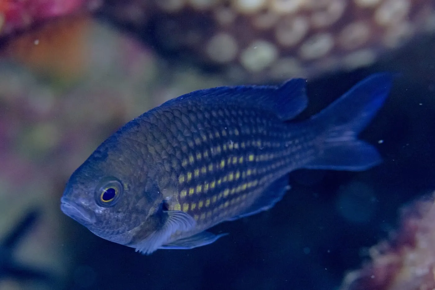 Castanyola (Chromis chromis)