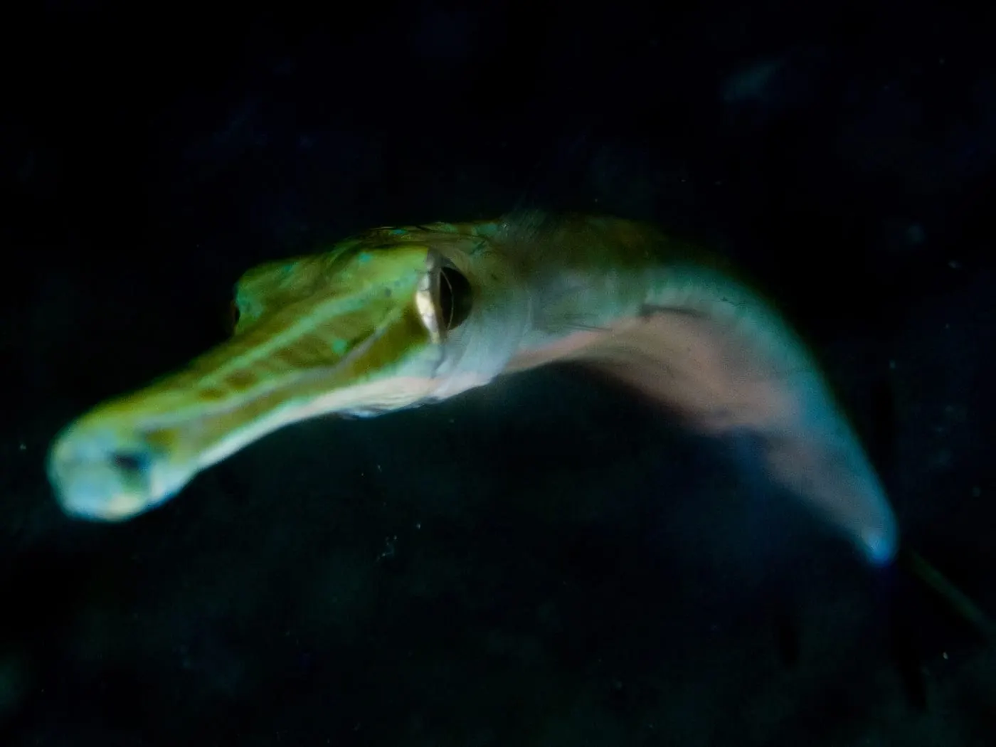 Corneta (Fistularia commersonii)