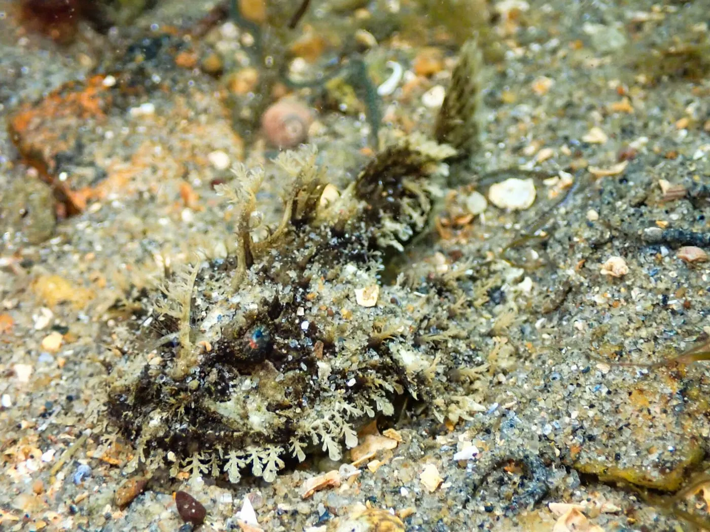 Rap (Lophius piscatorius)