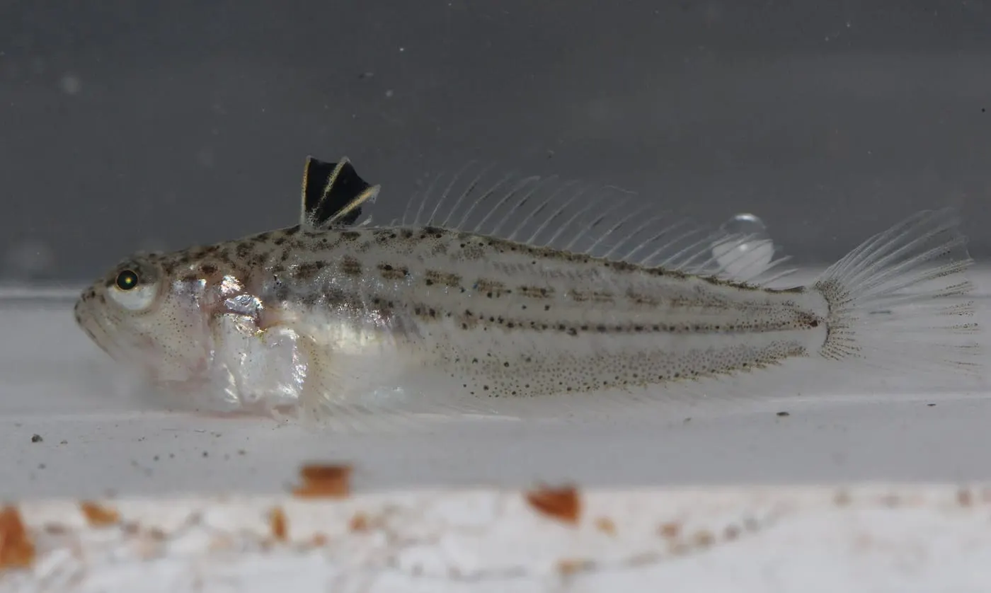Aranyó (Echiichthys vipera)