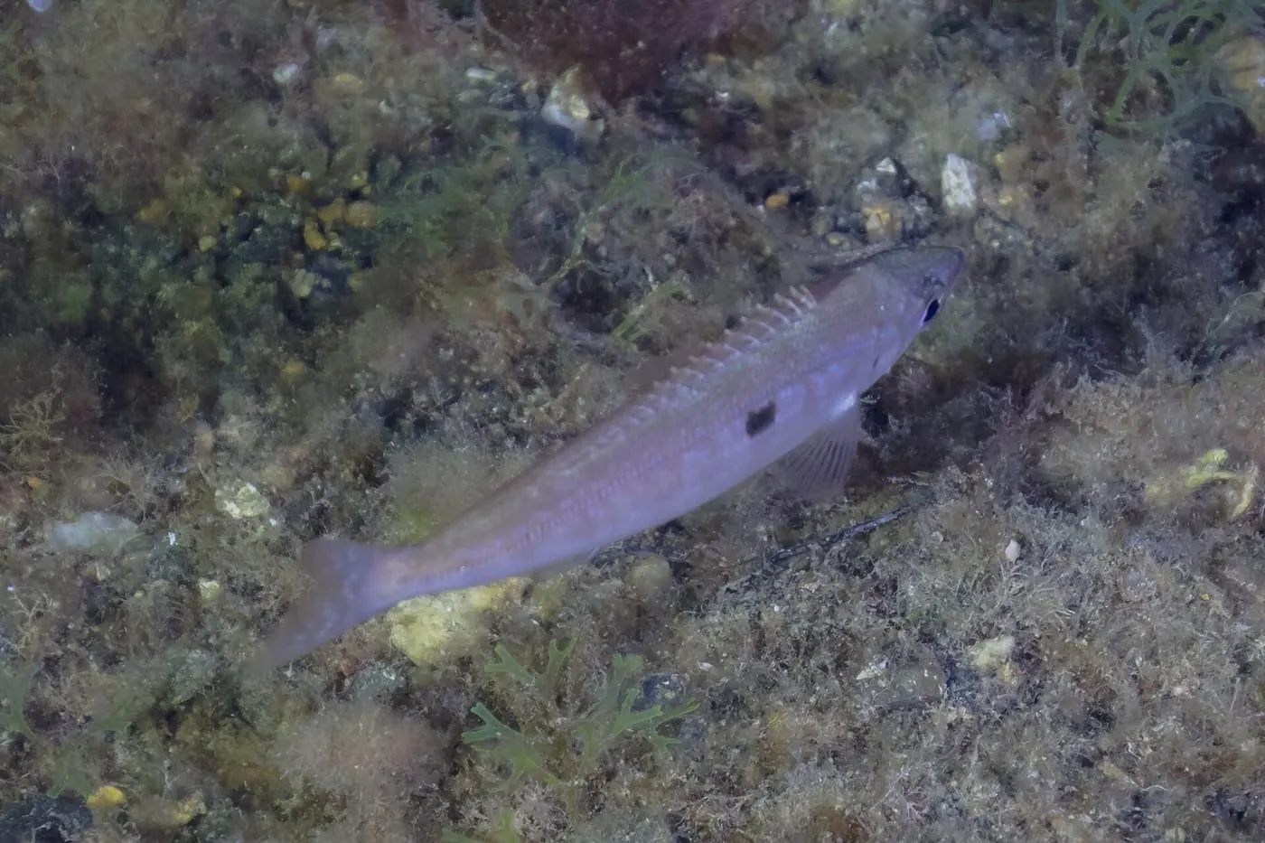Xucla (Spicara maena)