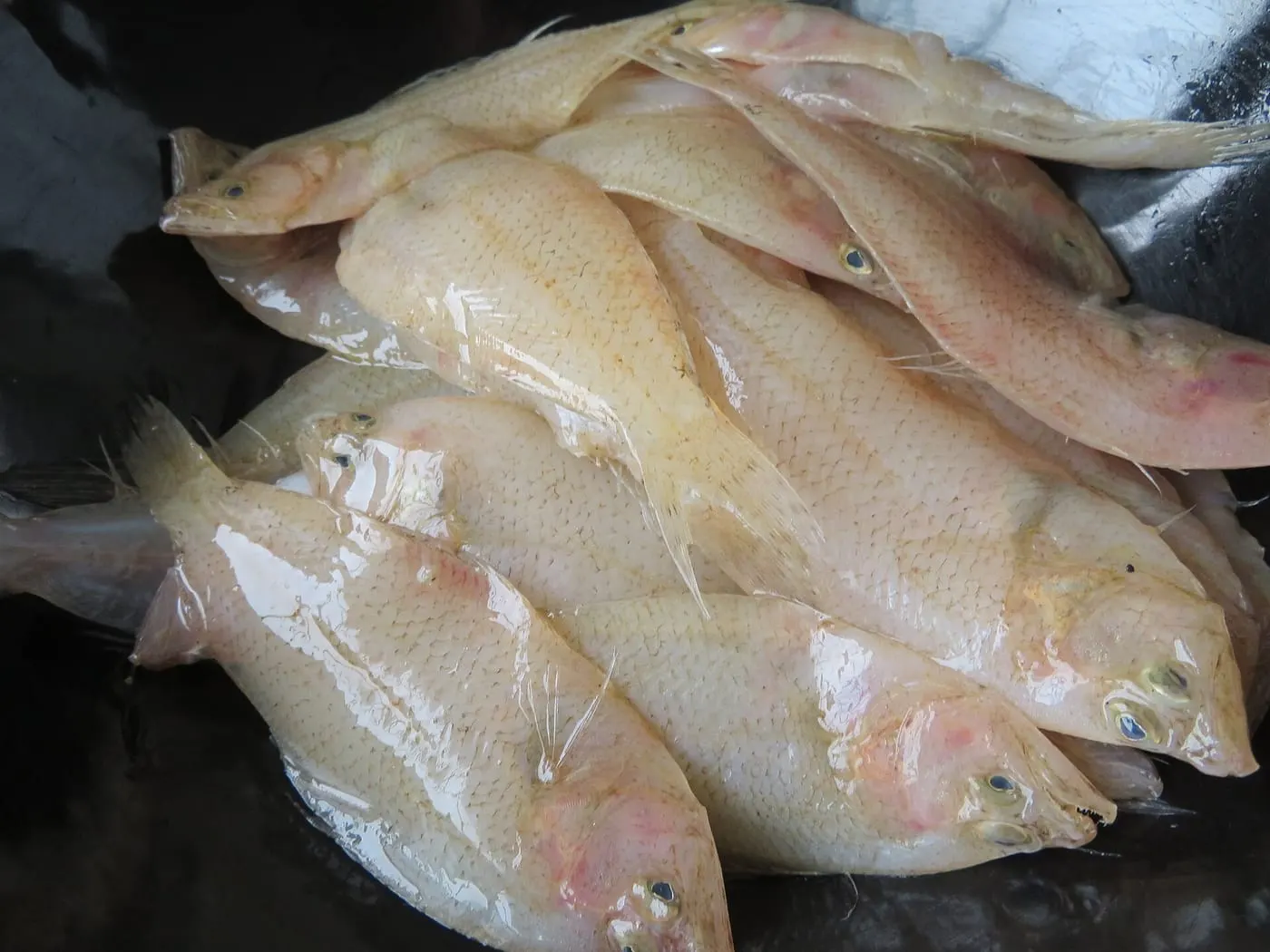 Palaia-guarda-la-vida (Citharus linguatula)