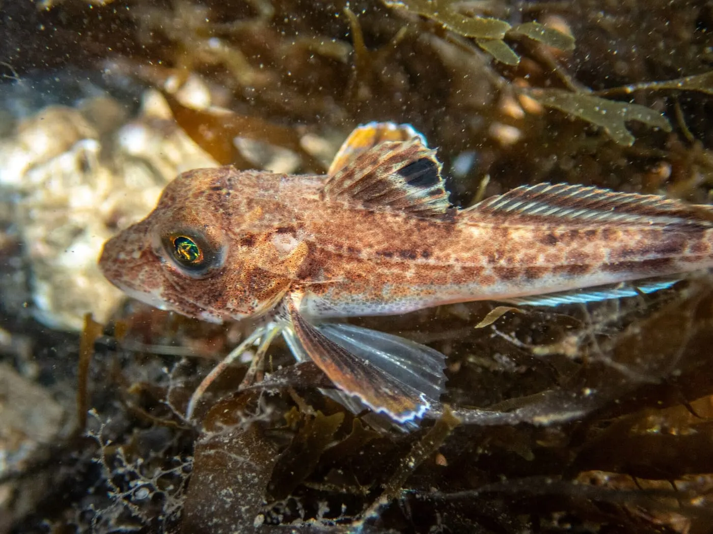Lluerna verda (Eutrigla gurnardus)