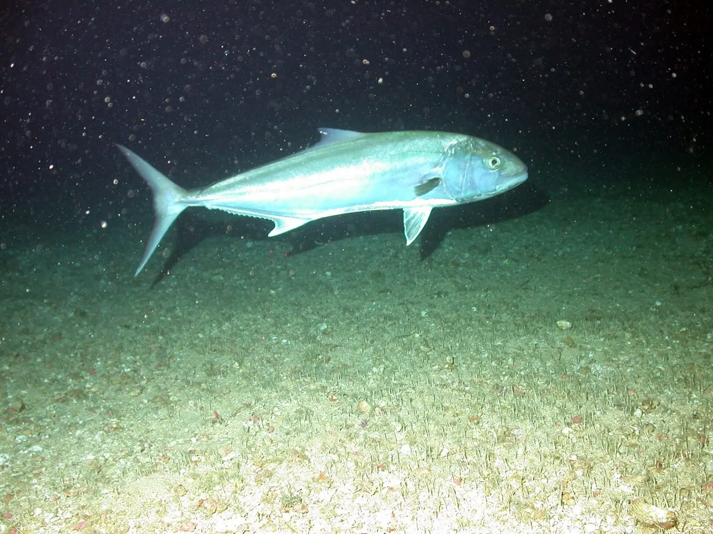 Círvia (Seriola dumerili)