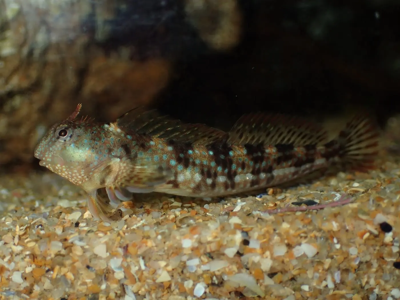 Bavosa de casquet (Coryphoblennius galerita)