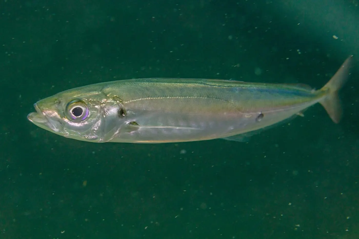 Sorell (Trachurus trachurus)