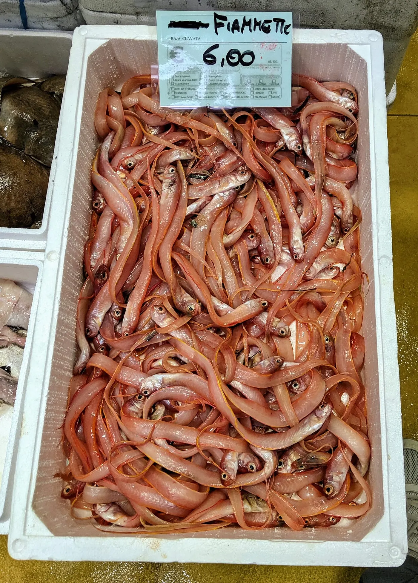 Codornera (Cepola macrophthalma)