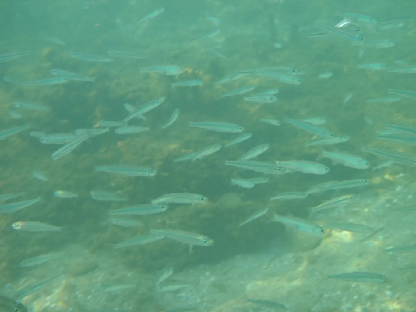 Cabeçuda (Atherina hepsetus)