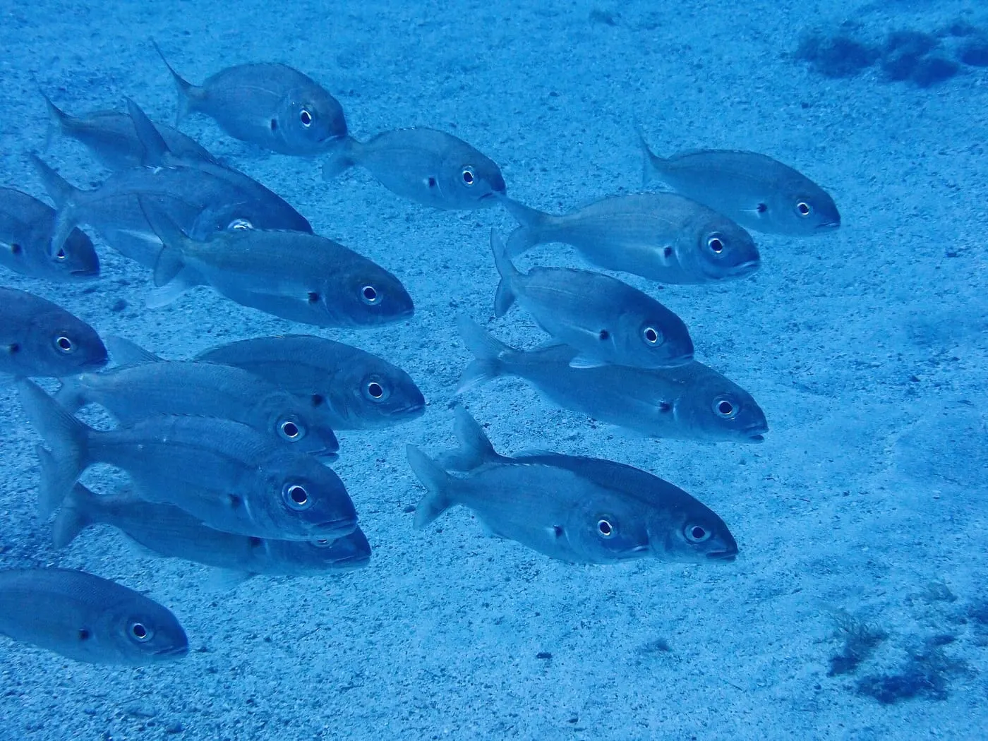 Besuc blanc (Pagellus acarne)