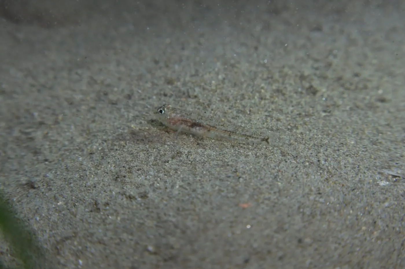 Gobi de quatre taques (Deltentosteus quadrimaculatus)