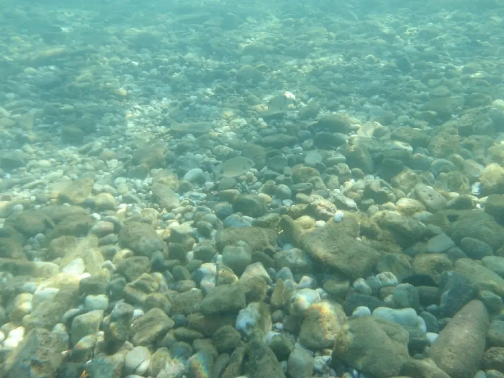 Esparrall (Diplodus annularis)