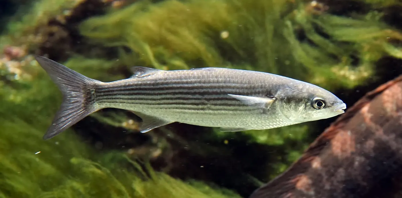 Llissa vera (Chelon labrosus)