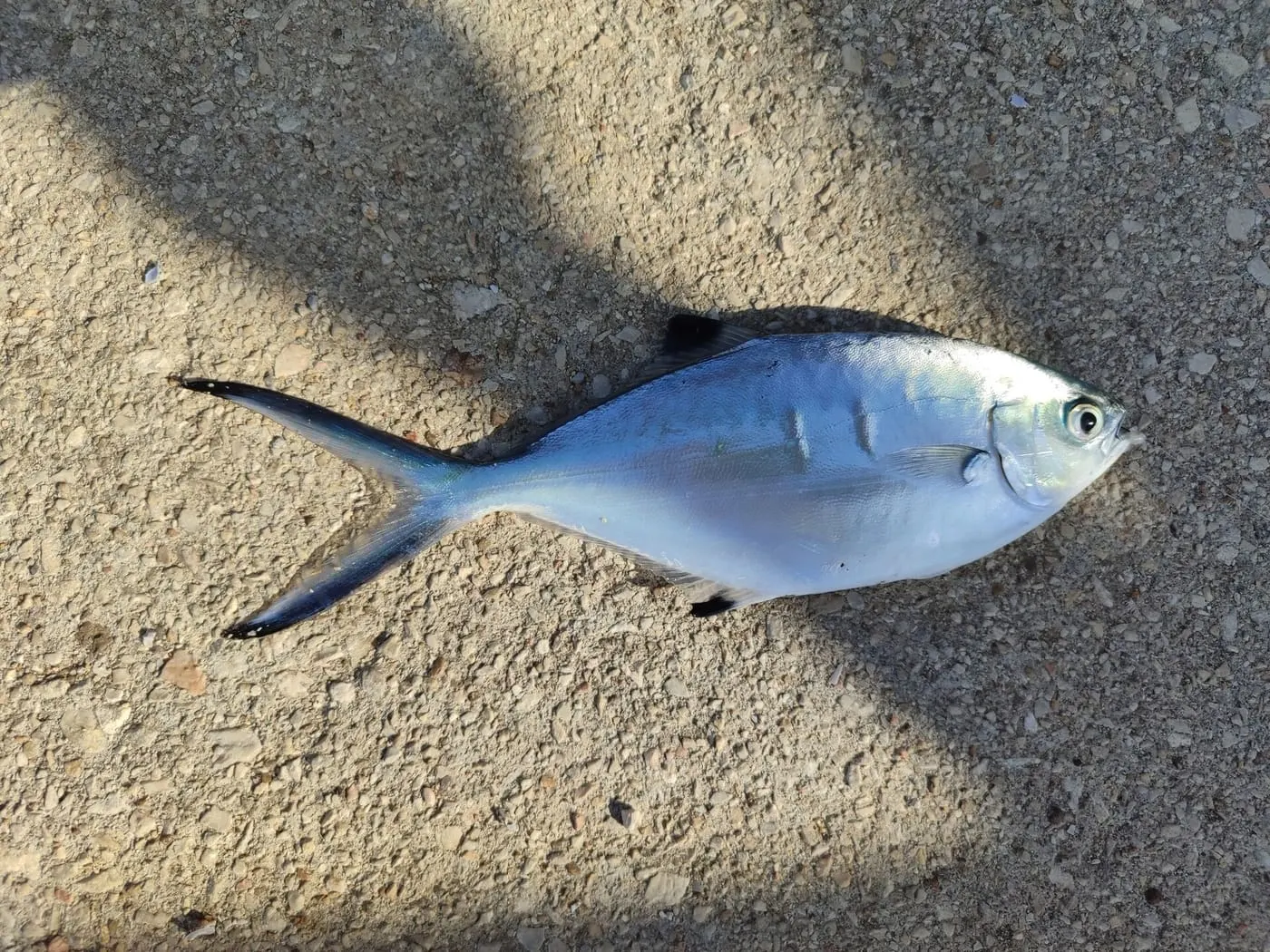 Palomida blanca (Trachinotus ovatus)