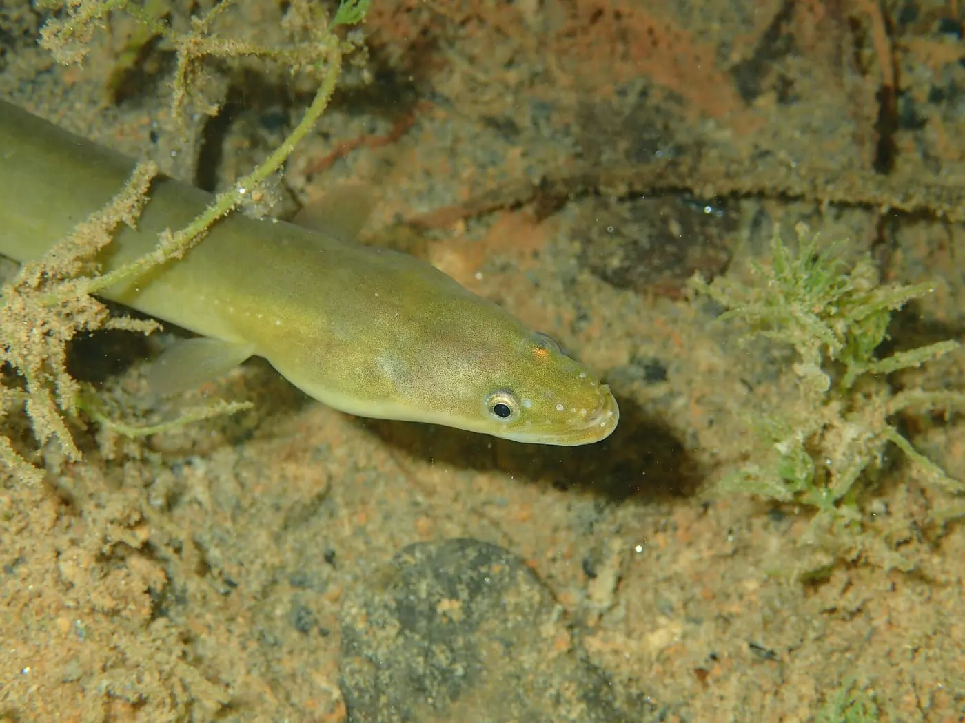 Anguila (Anguilla anguilla)