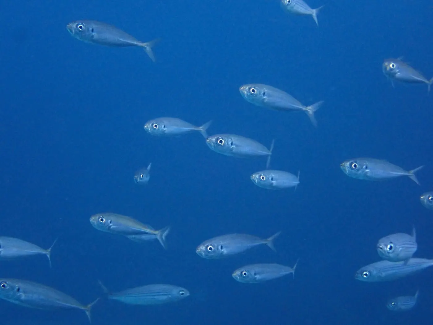 Sorell fumat (Trachurus picturatus)