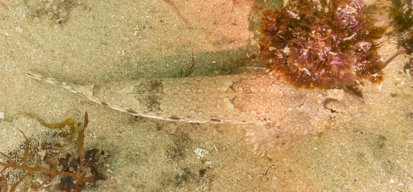 Dragó lira (Callionymus lyra)