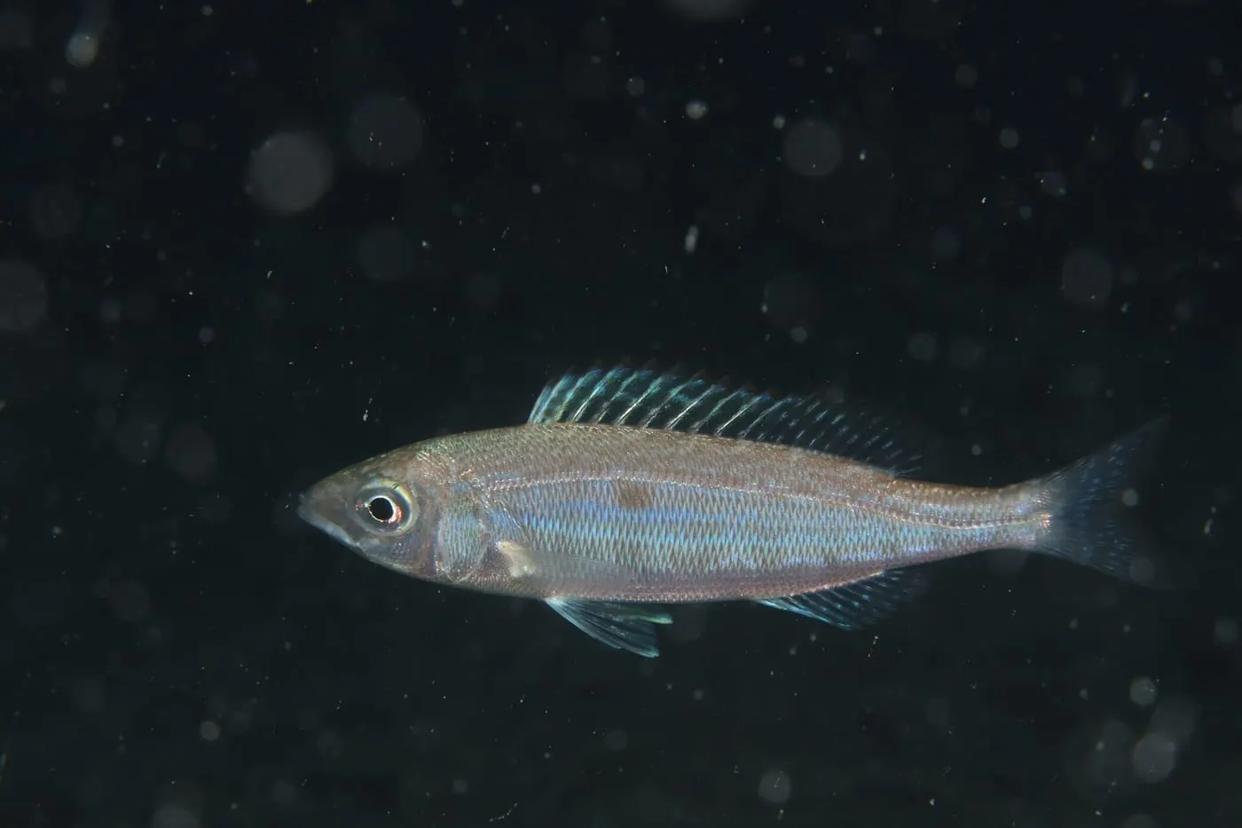 Xucla blanca (Spicara flexuosum)