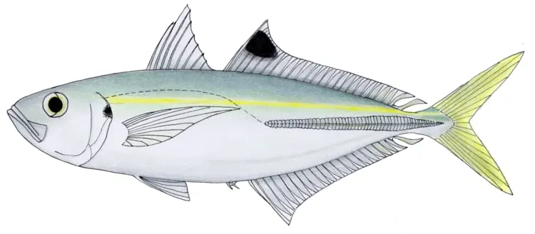 Sorella roncaire (Caranx rhonchus)