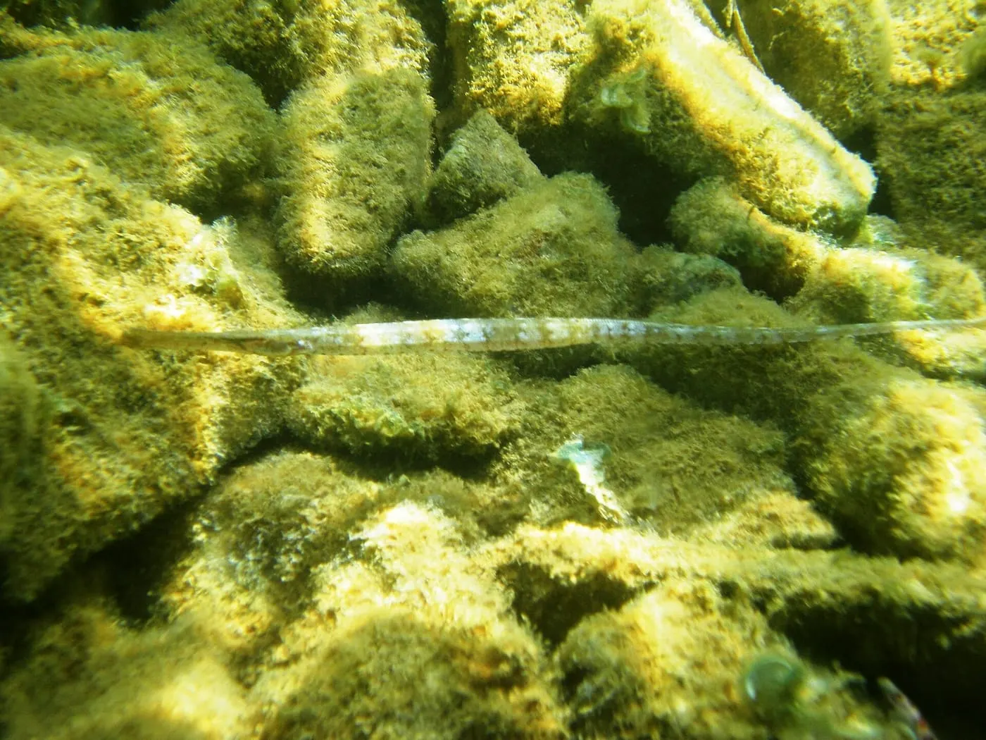 Agulleta de bosc (Syngnathus typhle)