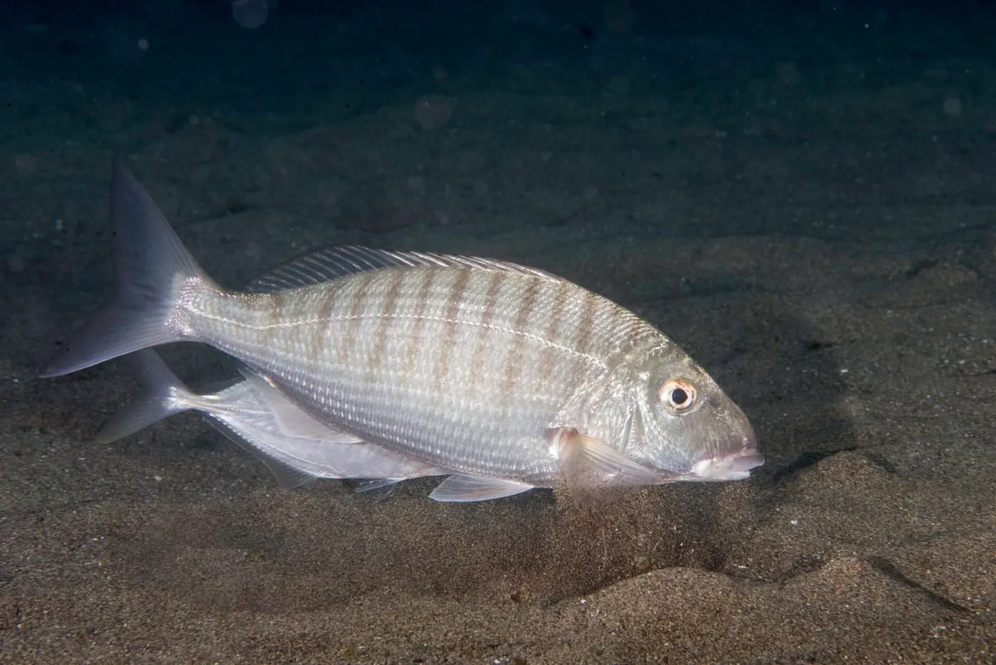 Mabre (Lithognathus mormyrus)