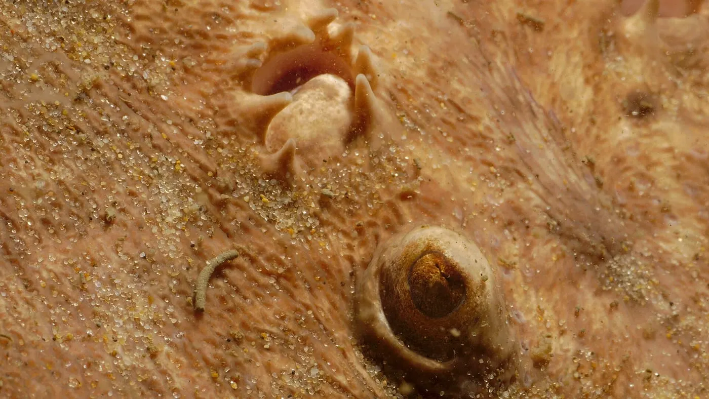 Vaca tremolosa (Torpedo marmorata)