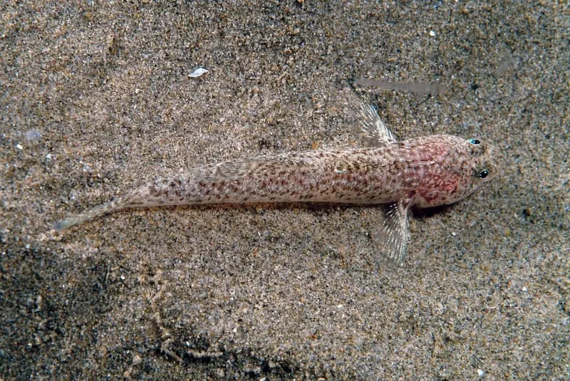 Gobi tacat (Pomatoschistus marmoratus)