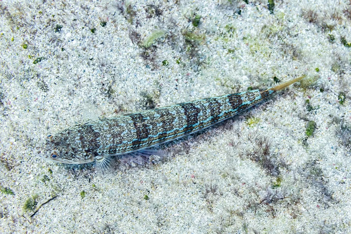 Capsempe (Synodus saurus)