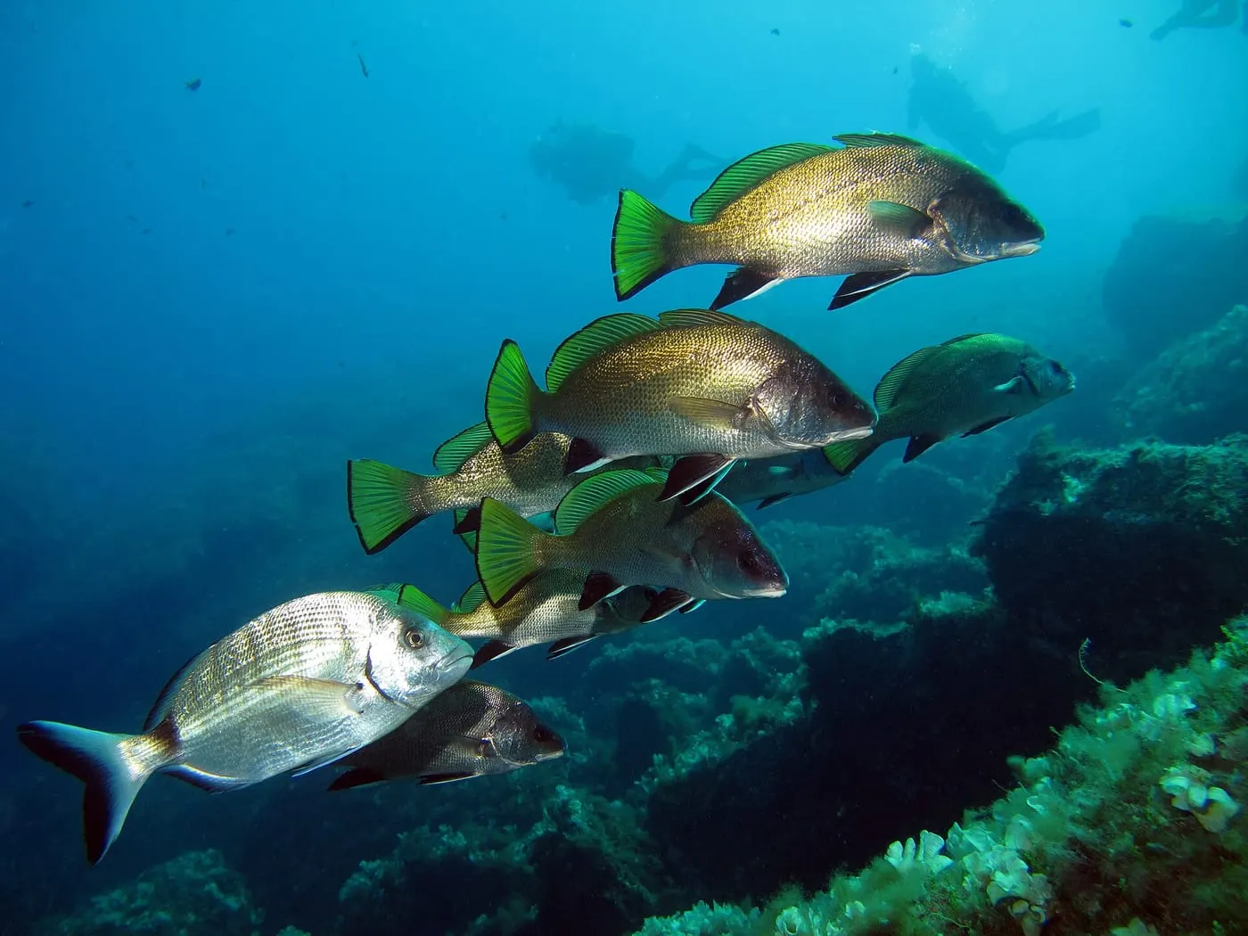 Corball de roca (Sciaena umbra)