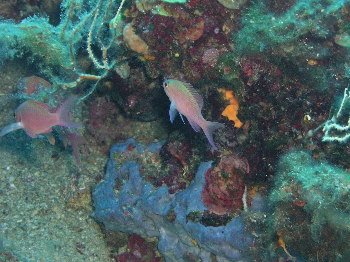 Somera vermella (Anthias anthias)