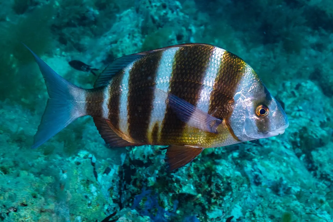 Sard imperial (Diplodus cervinus)