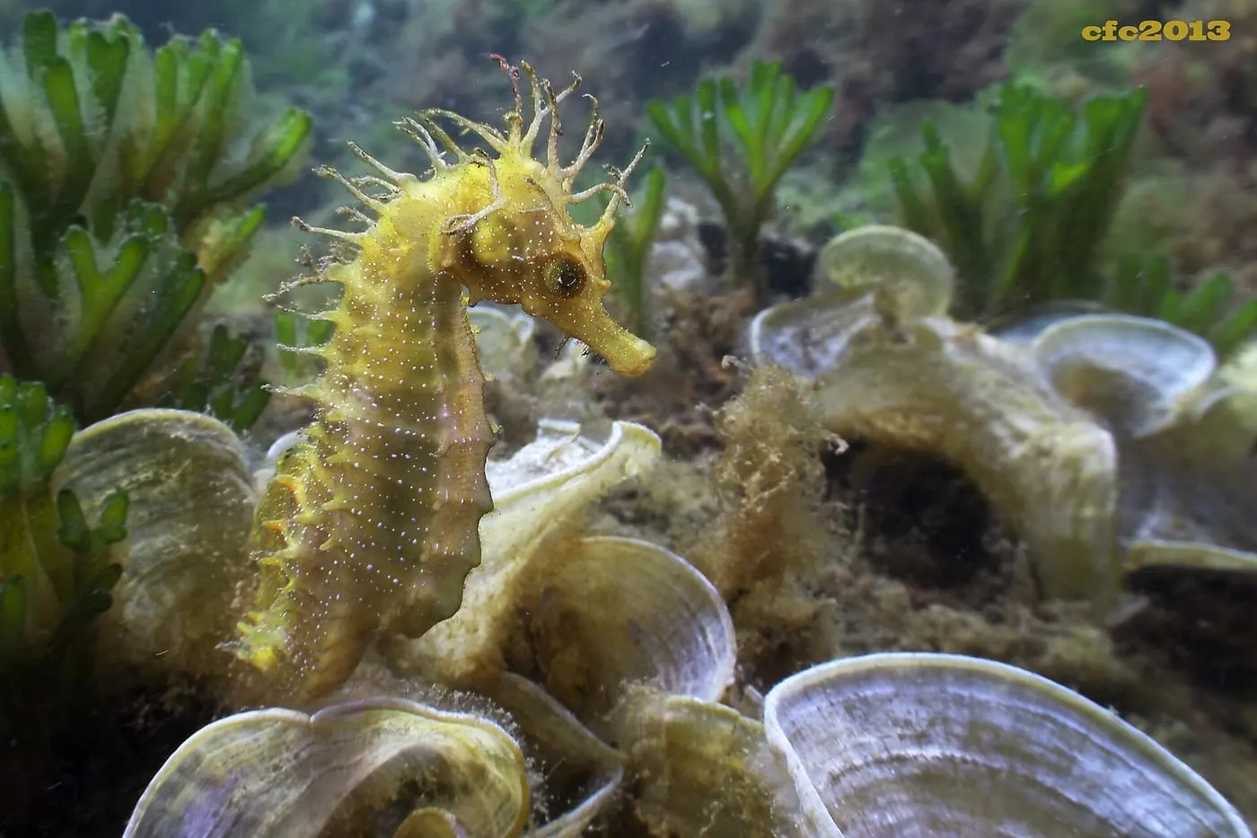 Cavall de mar (Hippocampus guttulatus)