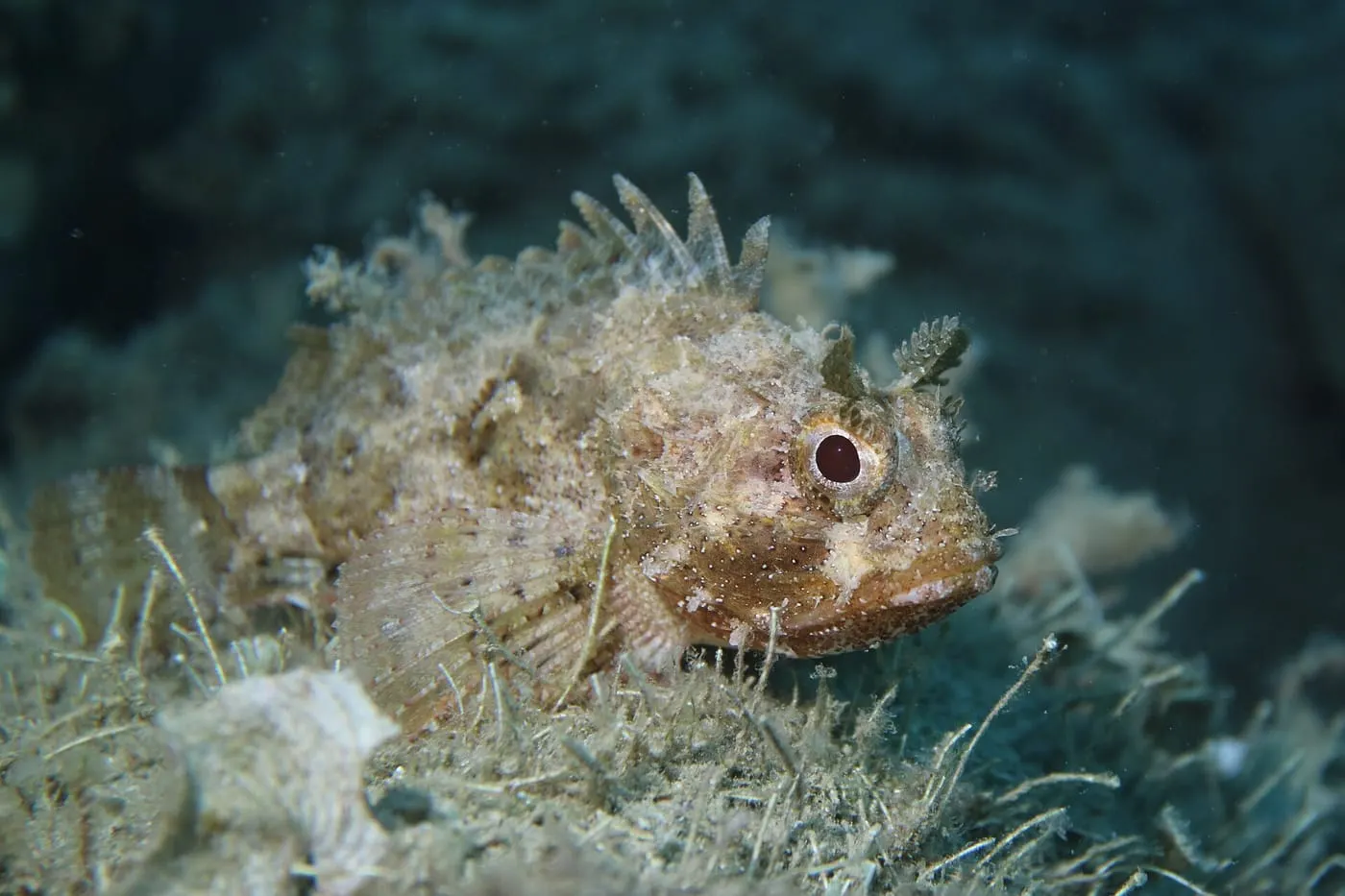 Escórpora fosca (Scorpaena porcus)
