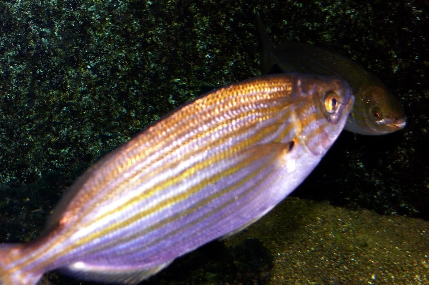 Salpa (Sarpa salpa)